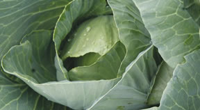 Product-Cabbage
